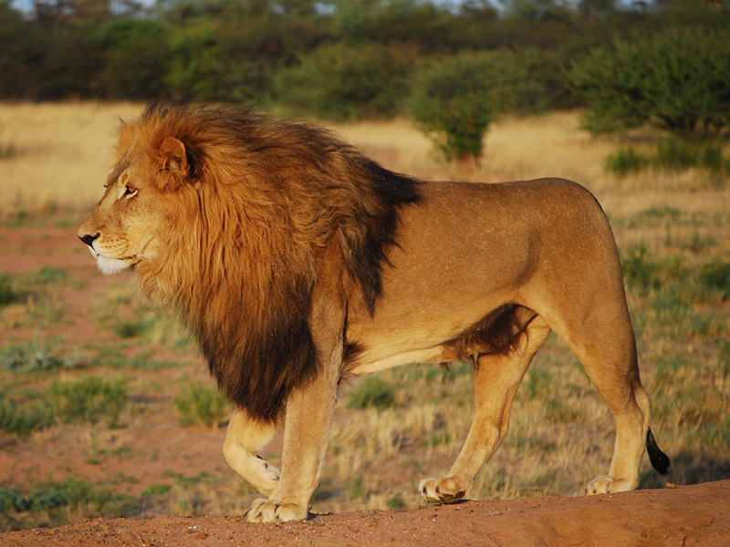 Un lion adulte debout dans la savane africaine, regardant vers la gauche